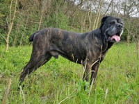 big cane corso italian mastiff